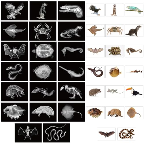 Tellegloww 40 Pcs Animal XRay Set with Animals Flash Cards Educational Science Kits Animals Flash Cards Educational Science Kits - Image 1