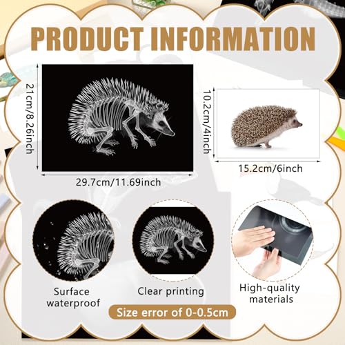 Tellegloww 40 Pcs Animal XRay Set with Animals Flash Cards Educational Science Kits Animals Flash Cards Educational Science Kits - Image 5