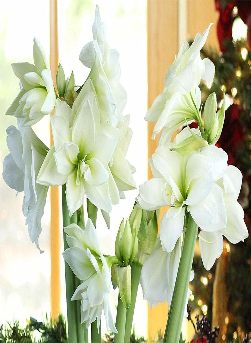 جي جوت 3 قطع من بذور أمارلس، أزهار معمرة جميلة تزين الأماكن الداخلية، زهور هيبيستروم بيضاء للزراعة ذات قيمة زخرفية - Image 2