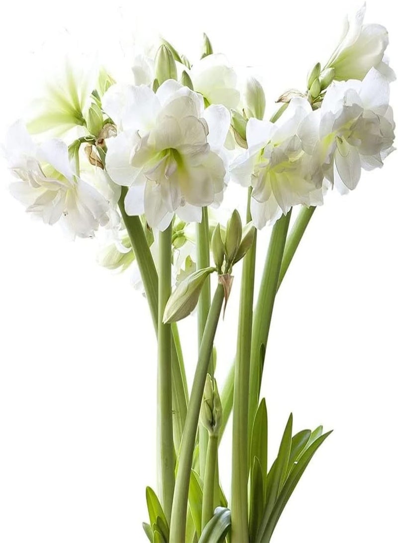 جي جوت 3 قطع من بذور أمارلس، أزهار معمرة جميلة تزين الأماكن الداخلية، زهور هيبيستروم بيضاء للزراعة ذات قيمة زخرفية - Image 1