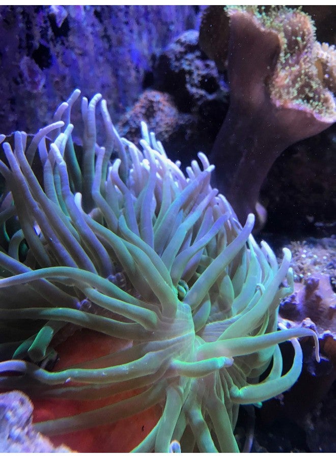 سي تشيم سيشيم ريف كالسيوم 250 مل - Image 3