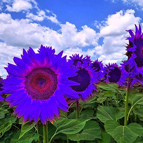 NooElec Seeds India GMNP0di% Sunflower Seeds to Plant Purple Sunflower Seeds Ornamental Plant Home Garden Yard Farm Office Decor Non-GMO Seeds Purple Sunflower Seeds - Image 1