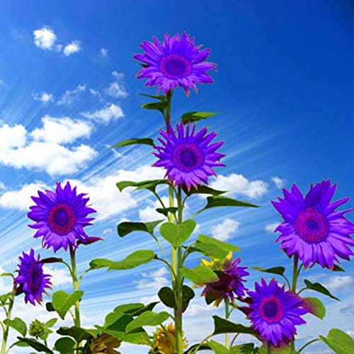 NooElec Seeds India GMNP0di% Sunflower Seeds to Plant Purple Sunflower Seeds Ornamental Plant Home Garden Yard Farm Office Decor Non-GMO Seeds Purple Sunflower Seeds - Image 5