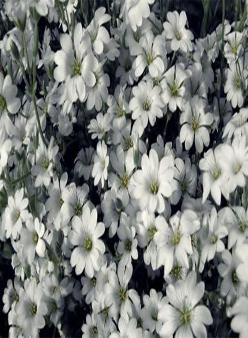 GGOOT seeds Cerastium tomentosum (Snow in Summer)   50 Seeds - Image 1