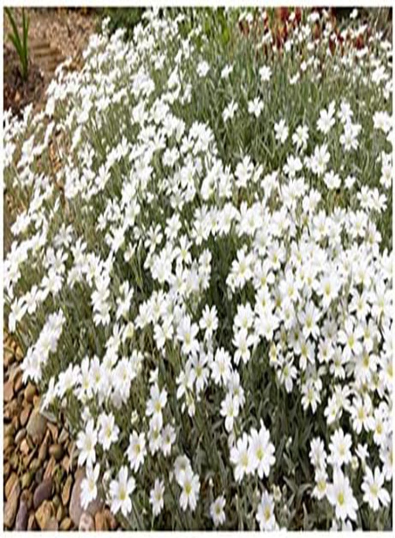 GGOOT seeds Cerastium tomentosum (Snow in Summer)   50 Seeds - Image 2