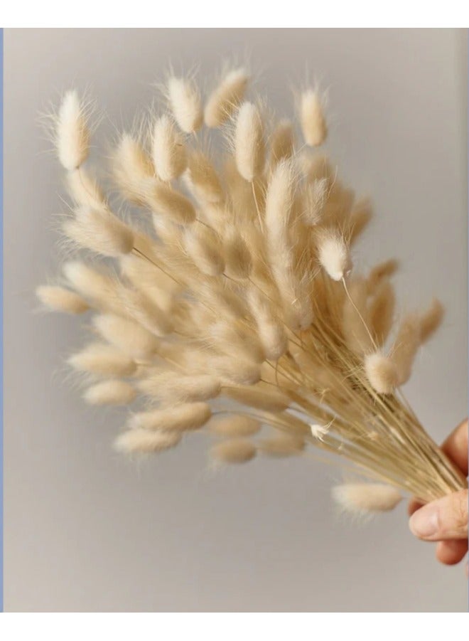 Bunny Tails | Rabbit Tails | Dried Flowers 50 Pieces - Image 1