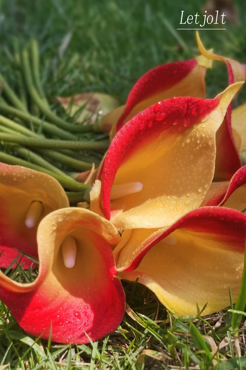 Letjolt Artificial Calla Lily Flowers Wedding Bouquet Flower Decor Yellow Flower 12Pcs Home Decoration Faux Calla Lilies Flower  Red Yellow - Image 2