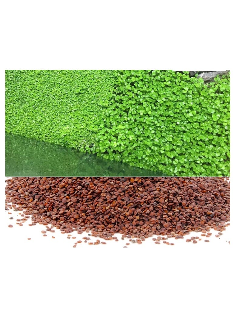 بذور عشب الماء لتزيين المناظر الطبيعية لأحواض السمك، سهلة الزراعة، بذور البستنة، ديكور المنزل 10 جرام - Image 2