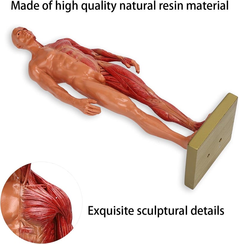 klarako نموذج تشريح الهيكل العظمي البشري، 30 سم هيكل عظمي ذكري من الراتنج، نموذج تشريحي للجسم - Image 4