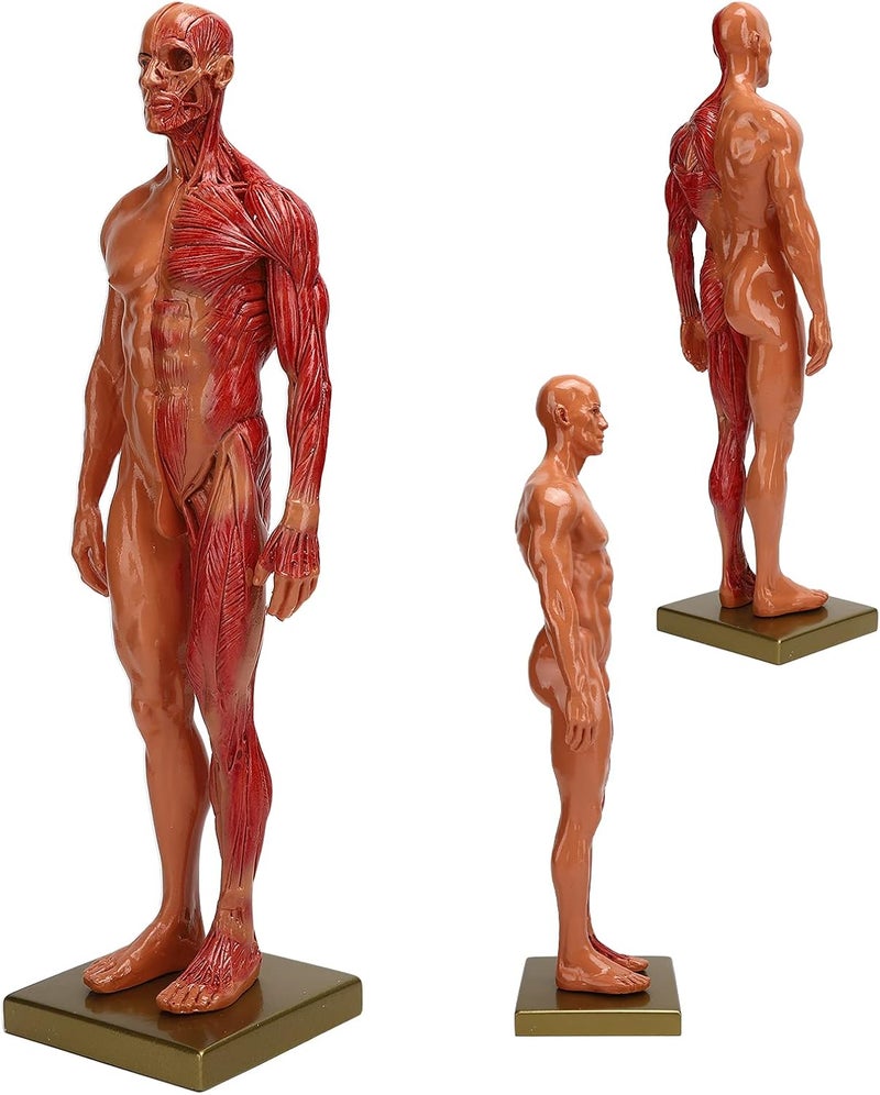 klarako نموذج تشريح الهيكل العظمي البشري، 30 سم هيكل عظمي ذكري من الراتنج، نموذج تشريحي للجسم - Image 2