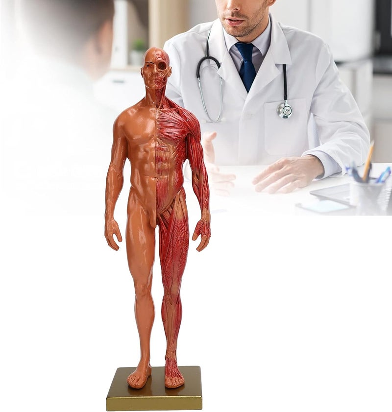 klarako نموذج تشريح الهيكل العظمي البشري، 30 سم هيكل عظمي ذكري من الراتنج، نموذج تشريحي للجسم - Image 1