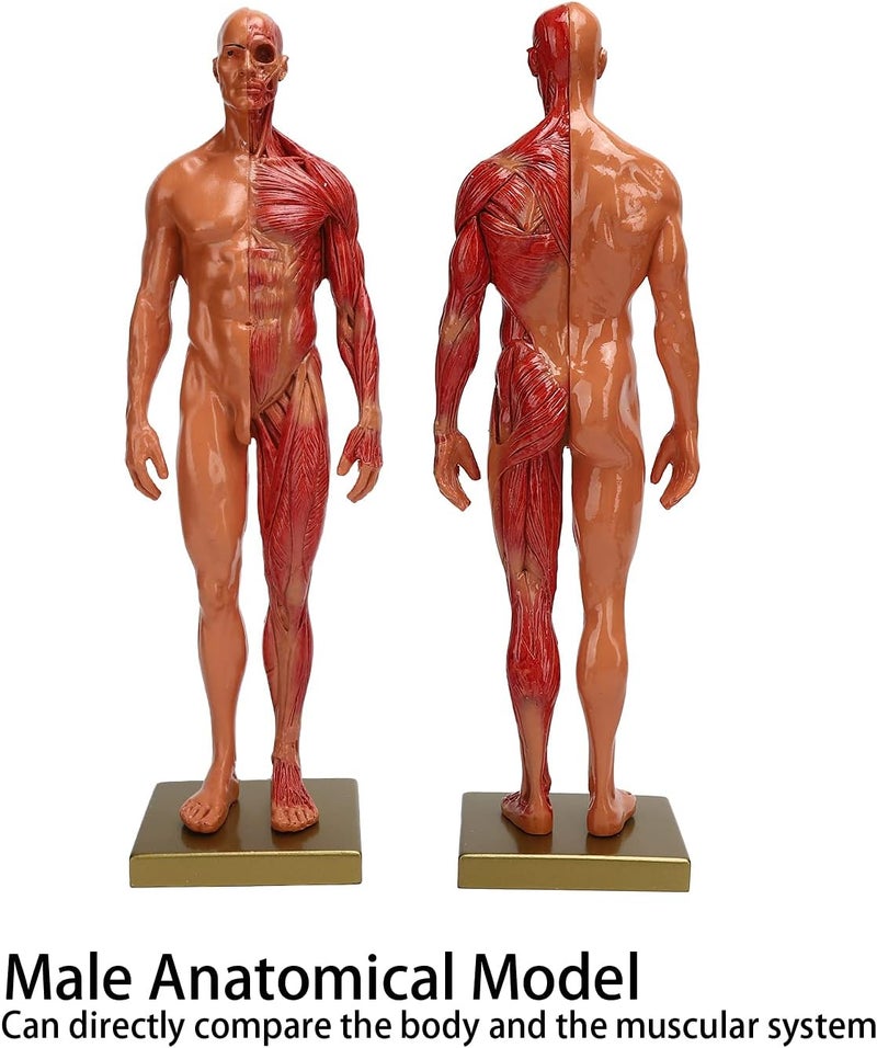 klarako نموذج تشريح الهيكل العظمي البشري، 30 سم هيكل عظمي ذكري من الراتنج، نموذج تشريحي للجسم - Image 5