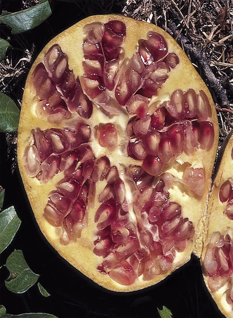 GGOOT Dwarf Pomegranate Punica 'Nana' Bush, in 9cm Pot - Image 3