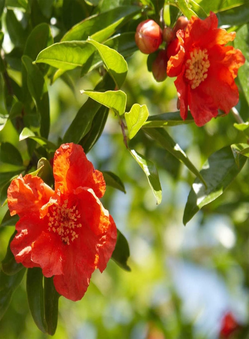 GGOOT Dwarf Pomegranate Punica 'Nana' Bush, in 9cm Pot - Image 2