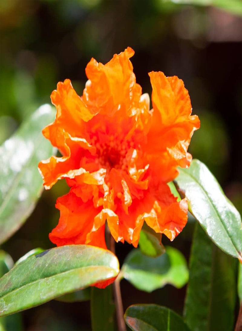 GGOOT Dwarf Pomegranate Punica 'Nana' Bush, in 9cm Pot - Image 4