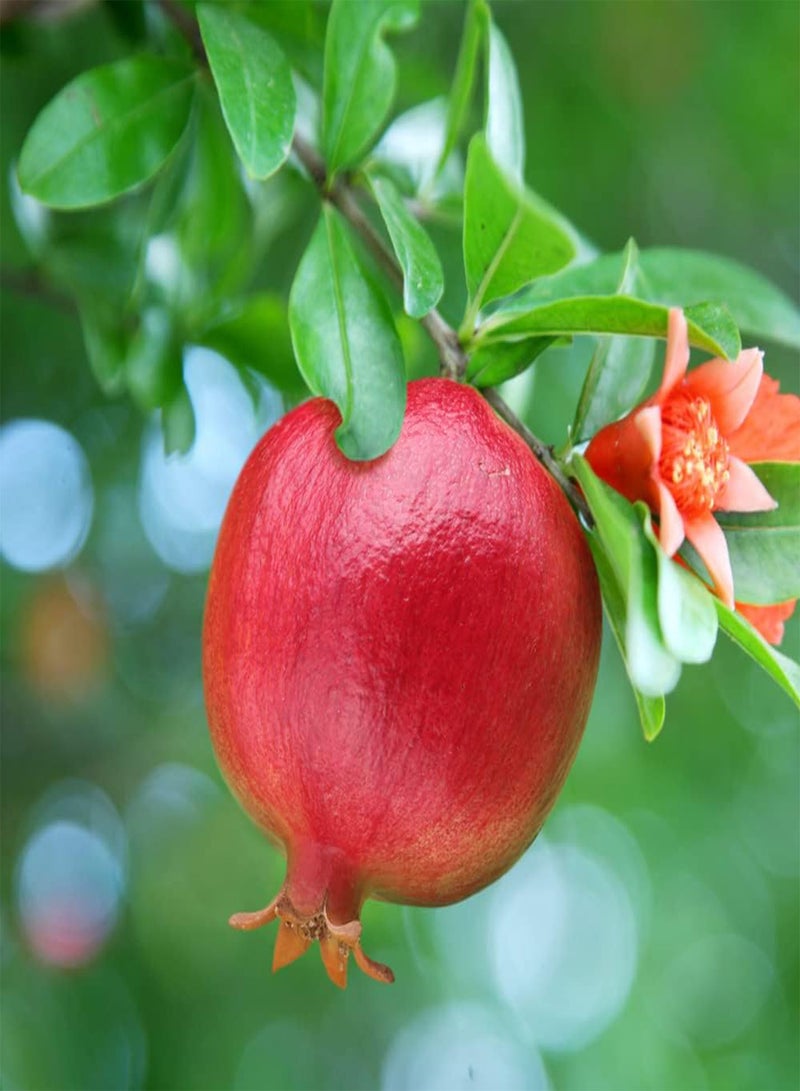 GGOOT Dwarf Pomegranate Punica 'Nana' Bush, in 9cm Pot - Image 1