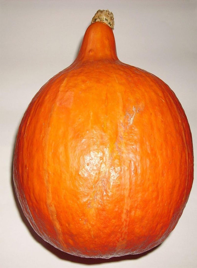 جي جوت قرع ماكسيما الشتوي - أوتشيكي كوري/برتقال هوكايدو، 5 غرامات، حوالي 25 بذرة، غير معالجة - Image 2