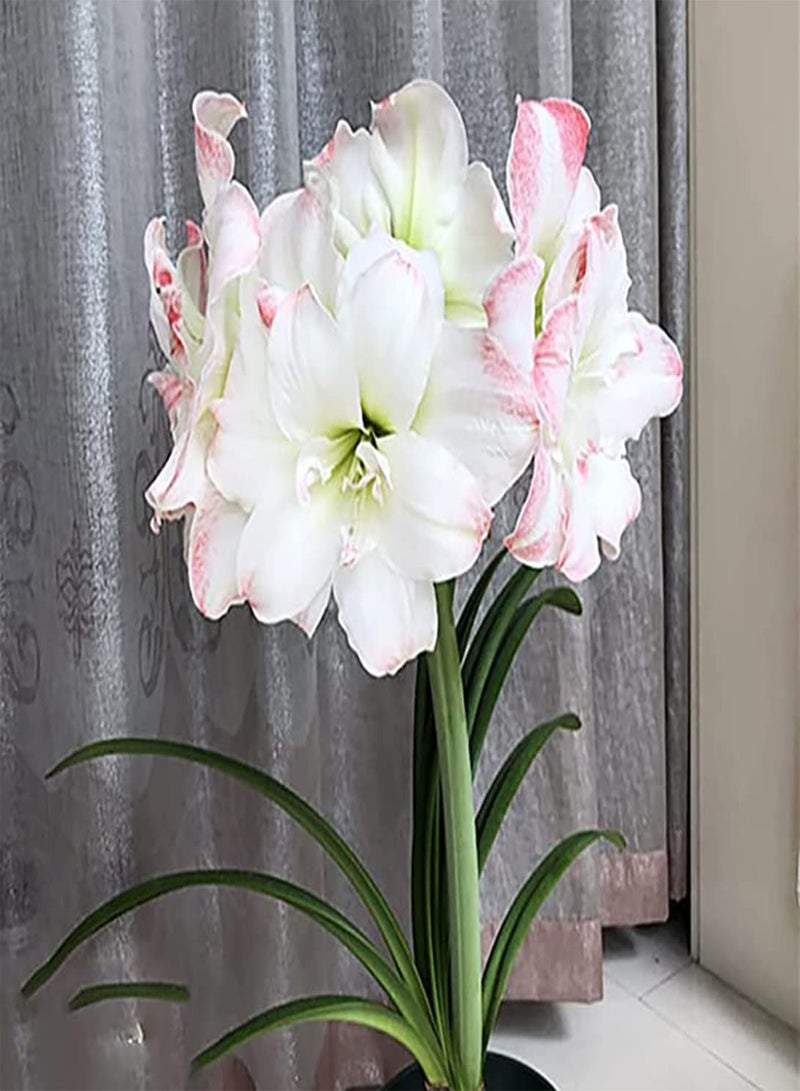 GGOOT 2pcs Witte amaryllisbollen geweldig voor de Winter unieke zeldzame bollen vrij exotisch geschikt voor Beginners gemakkelijk te beheren en te onderhouden - Image 2