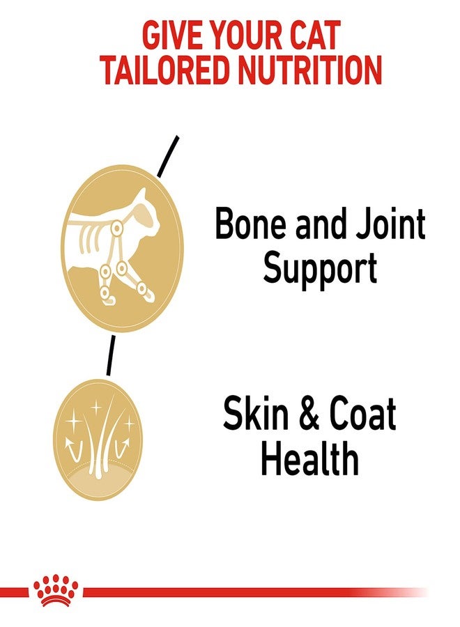 Royal Canin Feline Breed Nutrition Maine Coon Adult Thin Slices in Gravy Cat Food, 3 oz (Pack of 6) - Image 3