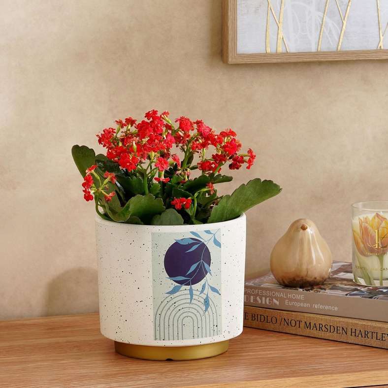 Pan Home وعاء تيراكوتا لامع - أزرق