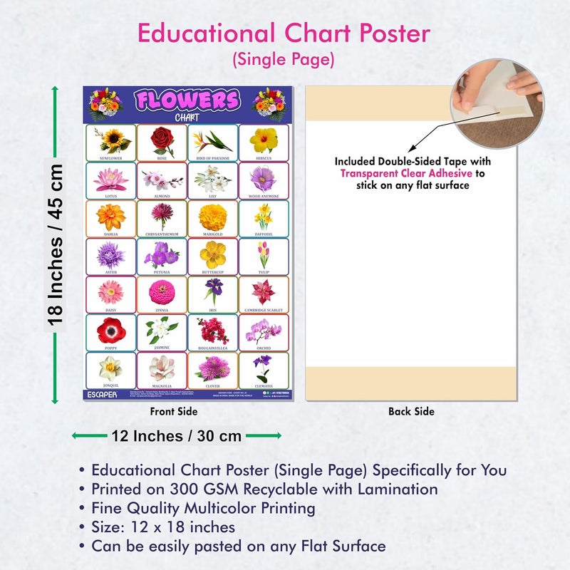 ESCAPER Flowers Educational Charts for Kids, Charts for Kids Learning (11.5 x 17.5 inches), Kids Study Material, Kids Learning Books, Educational Posters - Image 3
