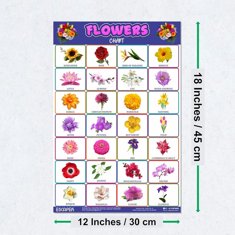 ESCAPER Flowers Educational Charts for Kids, Charts for Kids Learning (11.5 x 17.5 inches), Kids Study Material, Kids Learning Books, Educational Posters - Image 2