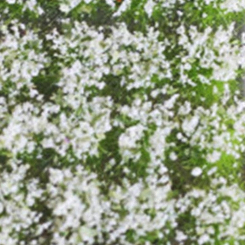 klarako 3 Boxes Miniature Flowers Model Railway Architecture Micro Landscape Diorama Layout Scenery Decoration - Image 4