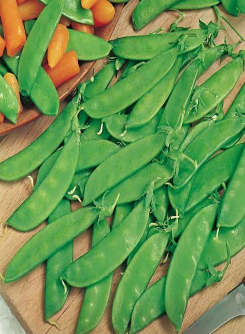 GGOOT 192995 Pea Oregon Sugar Pod Seed