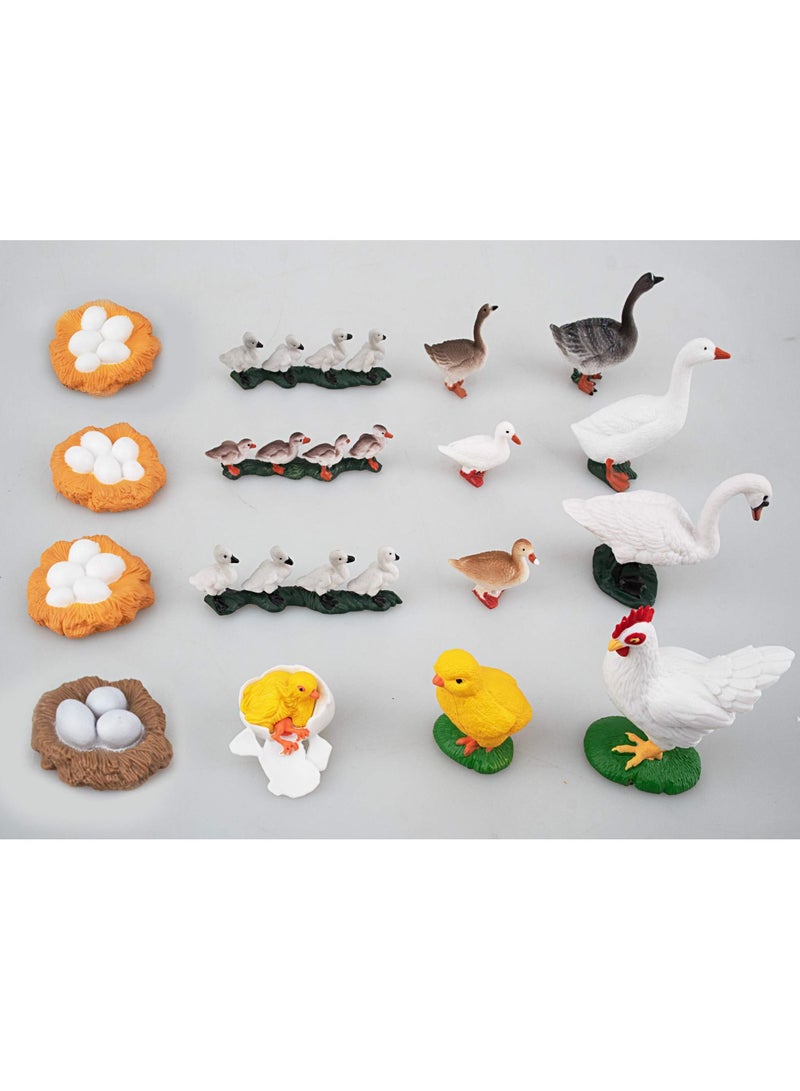 XiuWoo 16 simulation small animal models chickens ducks geese and swans growth life cycle process plastic model suitable for school teaching entertaining - Image 5