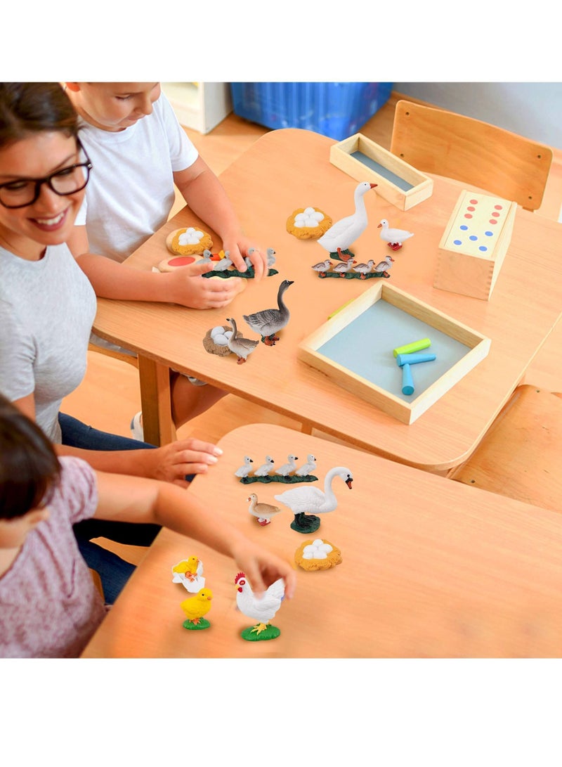 XiuWoo 16 simulation small animal models chickens ducks geese and swans growth life cycle process plastic model suitable for school teaching entertaining - Image 4