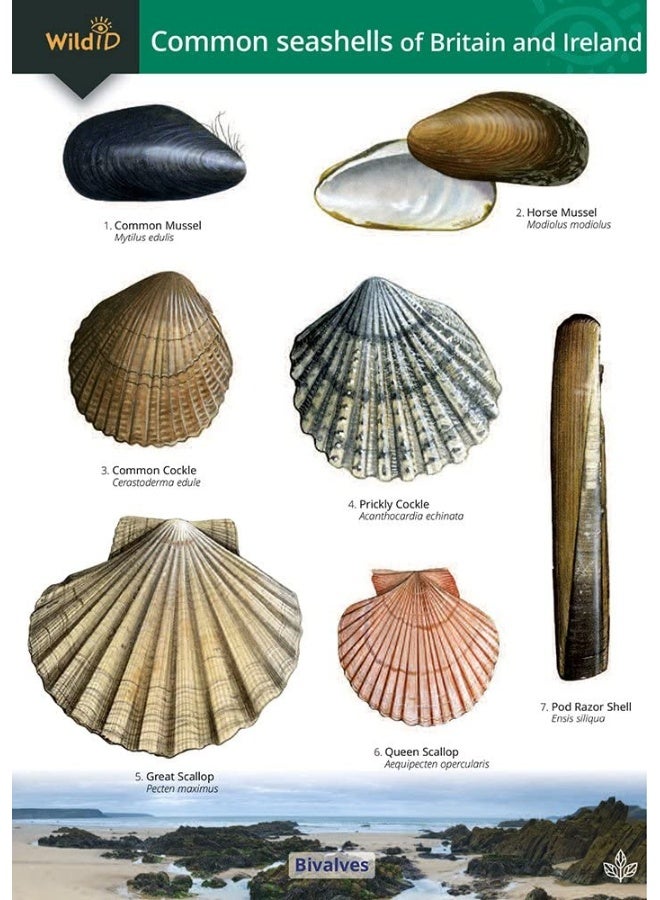 دليل الأصداف البحرية الشائعة في بريطانيا وأيرلندا - Image 1