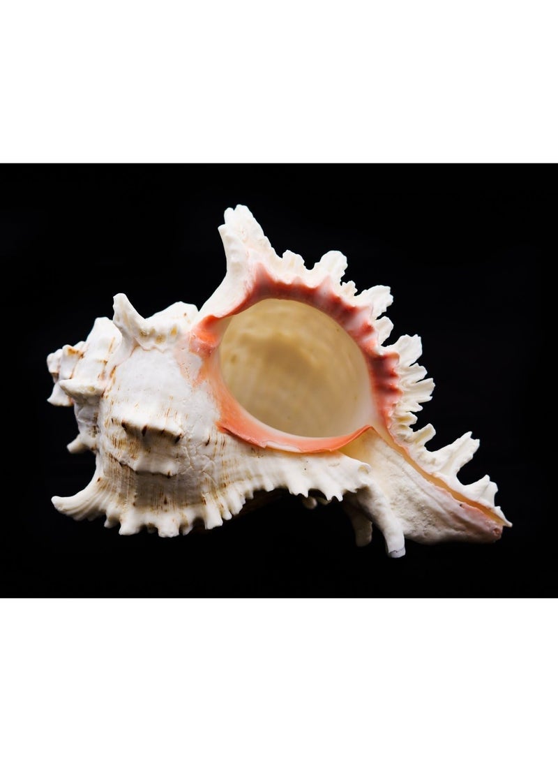 Real Sea Shell Large - Large Shell Décor - Seashell Display for Table - Sea Shells Decorating Large (Size : 16CM) - Image 5