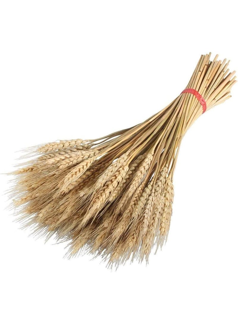Generic Elegant Dried Wheat Grass Bouquet, Dried Wheat Grass Bouquet, Dried Wheat Grass Bouquet, Artificial Dried Flowers for Home, Kitchen, Church Table, Wedding Wreath Decoration (100 Branches, Natural Color)  - Image 3