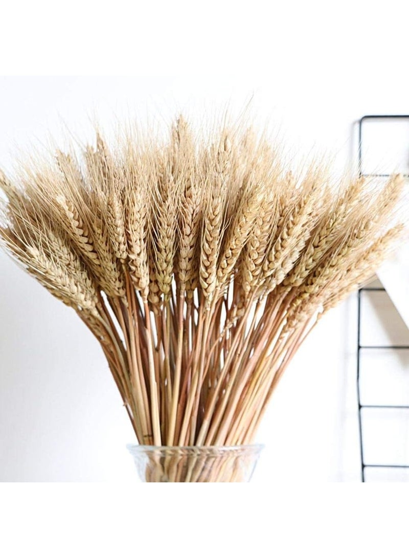Generic Elegant Dried Wheat Grass Bouquet, Dried Wheat Grass Bouquet, Dried Wheat Grass Bouquet, Artificial Dried Flowers for Home, Kitchen, Church Table, Wedding Wreath Decoration (100 Branches, Natural Color)  - Image 2