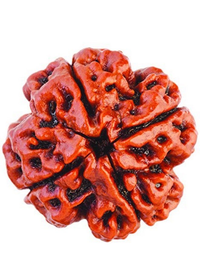 Saubhagya Global 4/ Four Mukhi Rudraksha Lab Certified Siddha in Handmade Tassel, Nepalese Beads, Size 16-22mm, Color-Brown - Image 1