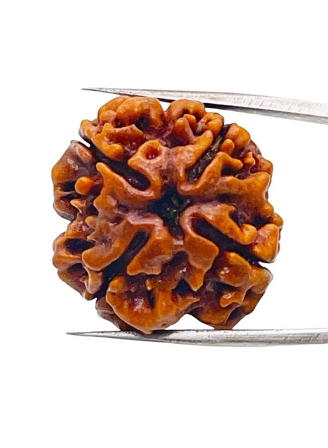 Saubhagya Global 4/ Four Mukhi Rudraksha Lab Certified Siddha in Handmade Tassel, Nepalese Beads, Size 16-22mm, Color-Brown - Image 5