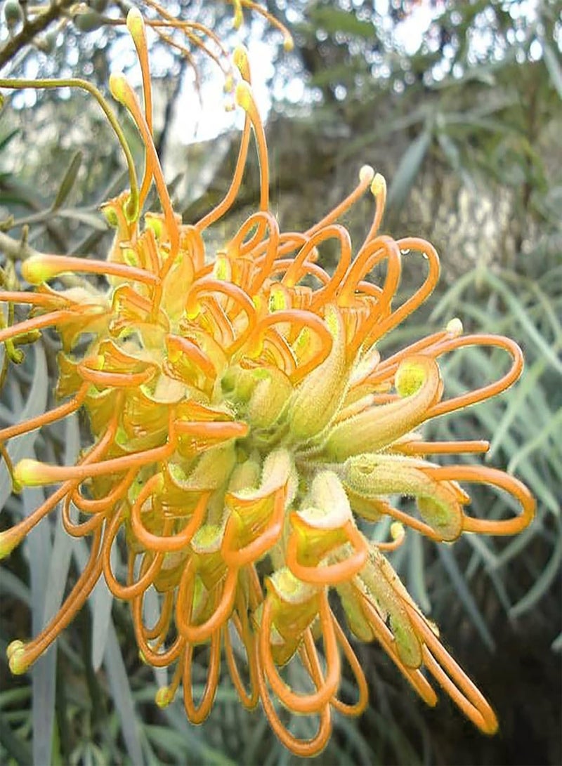 جي جوت 50 قطعة/حقيبة من بذور غريفيليا روبوستا، حيوية قوية وسهلة الإدارة، شتلات غريفيليا روبوستا طبيعية مزخرفة لزراعة البونساي في الحديقة والفناء الخارجي، بذرة واحدة - Image 5