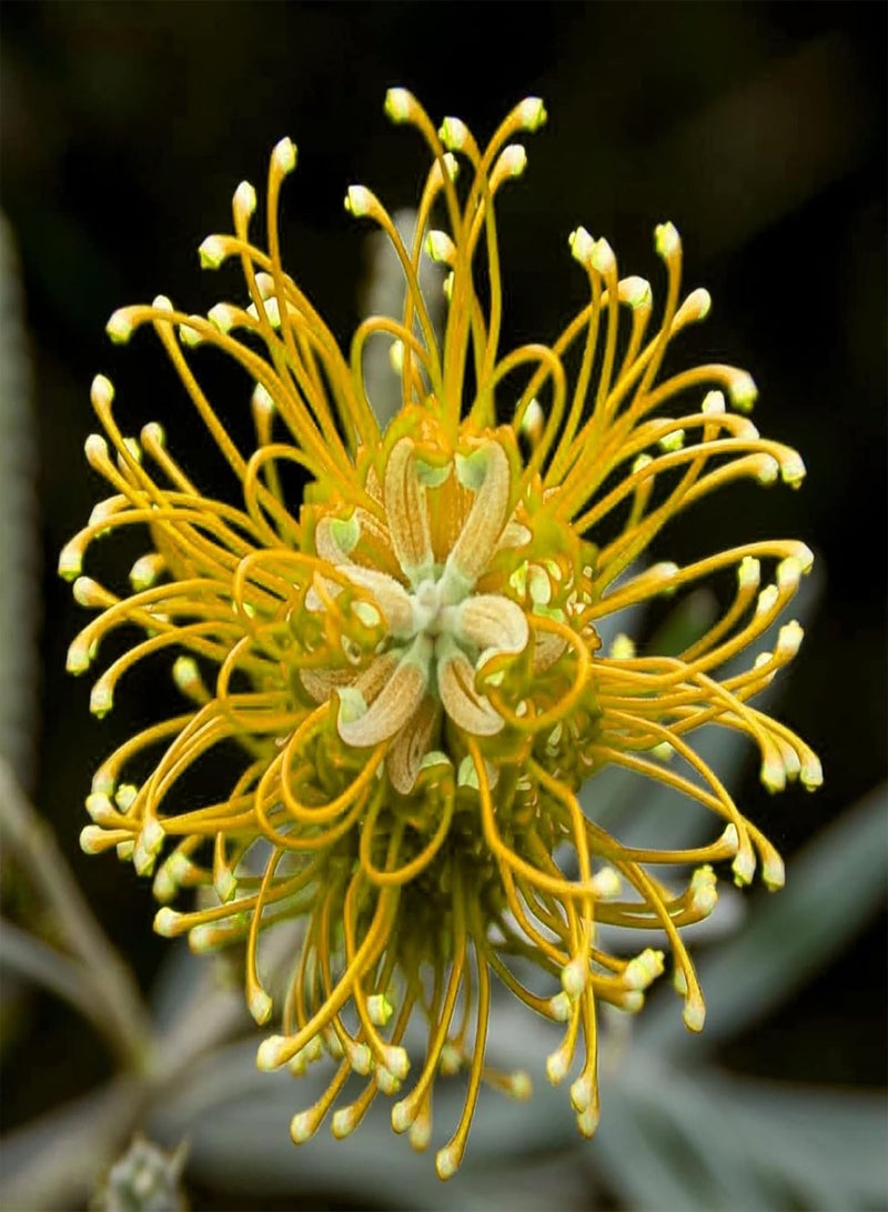 جي جوت 50 قطعة/حقيبة من بذور غريفيليا روبوستا، حيوية قوية وسهلة الإدارة، شتلات غريفيليا روبوستا طبيعية مزخرفة لزراعة البونساي في الحديقة والفناء الخارجي، بذرة واحدة - Image 3