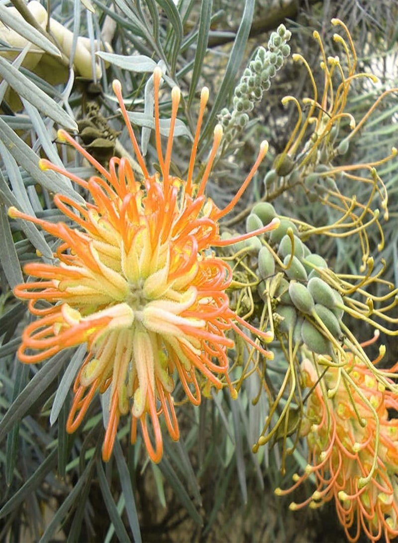 جي جوت 50 قطعة/حقيبة من بذور غريفيليا روبوستا، حيوية قوية وسهلة الإدارة، شتلات غريفيليا روبوستا طبيعية مزخرفة لزراعة البونساي في الحديقة والفناء الخارجي، بذرة واحدة - Image 4