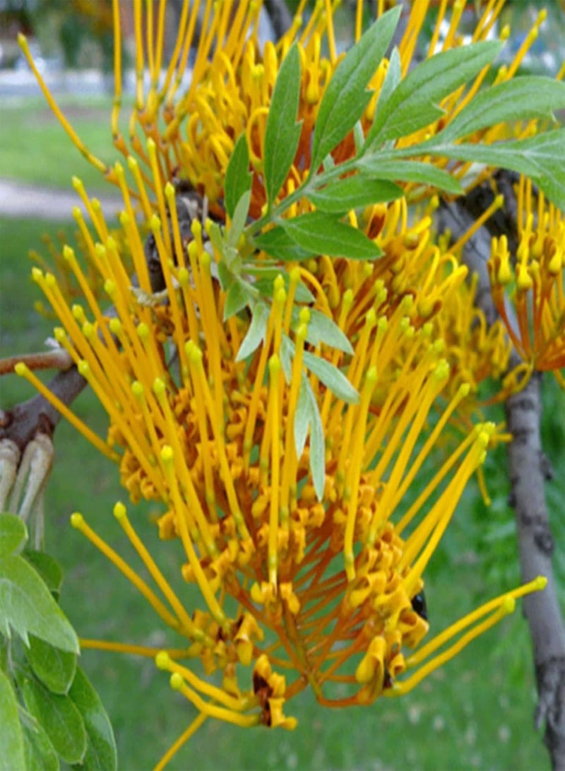 جي جوت 50 قطعة/حقيبة من بذور غريفيليا روبوستا، حيوية قوية وسهلة الإدارة، شتلات غريفيليا روبوستا طبيعية مزخرفة لزراعة البونساي في الحديقة والفناء الخارجي، بذرة واحدة - Image 2