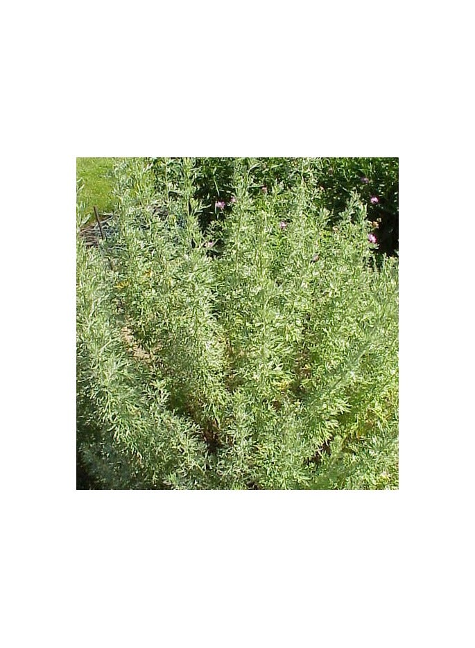 نبات الشيح 4 اصيص - Image 1