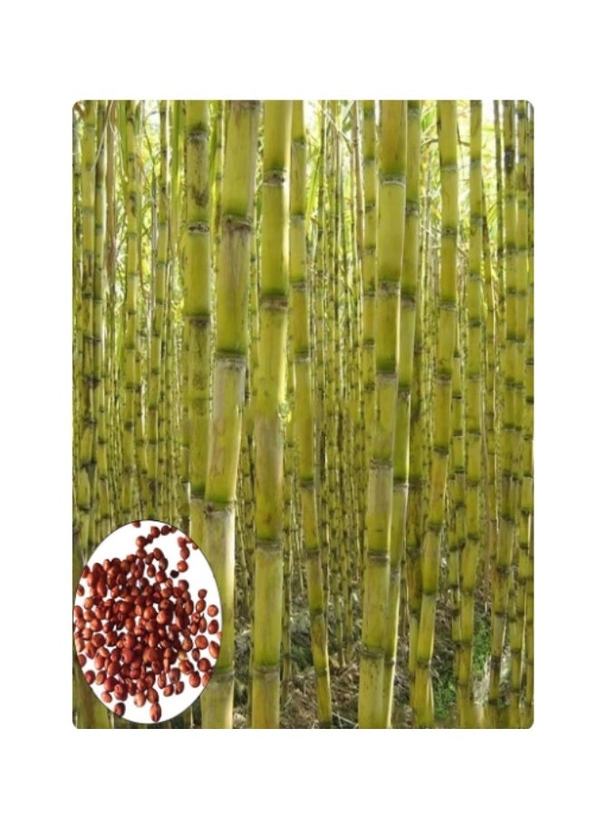 100PCS Yellow Green  Sugar Cane Seeds For Home Garden Planting - Image 2
