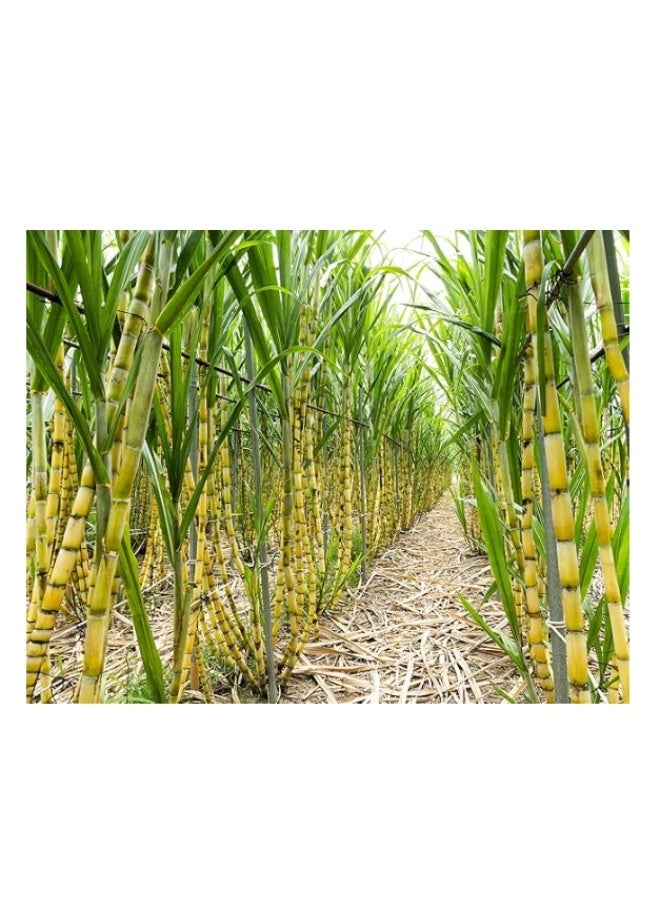 100PCS Yellow Green  Sugar Cane Seeds For Home Garden Planting - Image 3