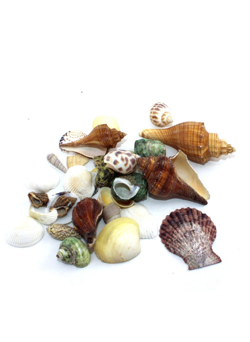 PARTY FUN Shell Decoration - 100g in a Multicolor Packet  - Image 1