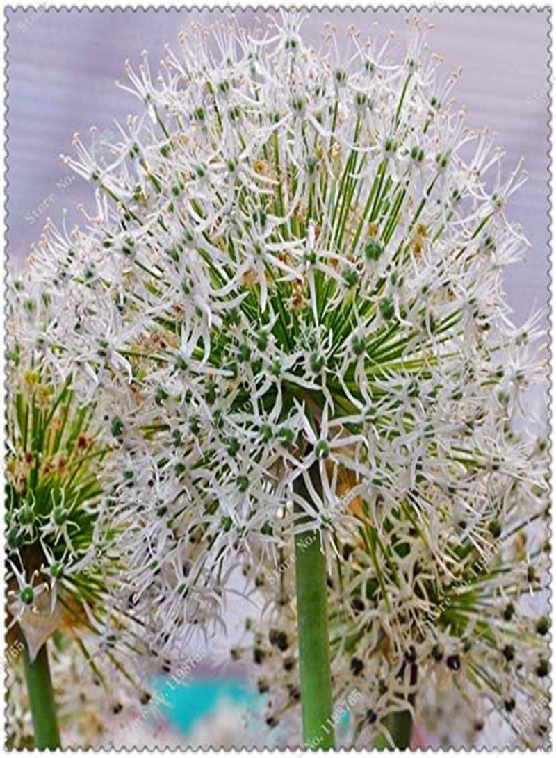 GGOOT Fresh 100 pcs  Allium Giganteum Flower  for Planting Pista Green - Image 4