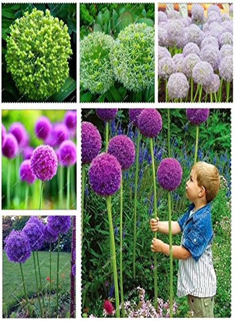 GGOOT Fresh 100 pcs  Allium Giganteum Flower  for Planting Pista Green - Image 2