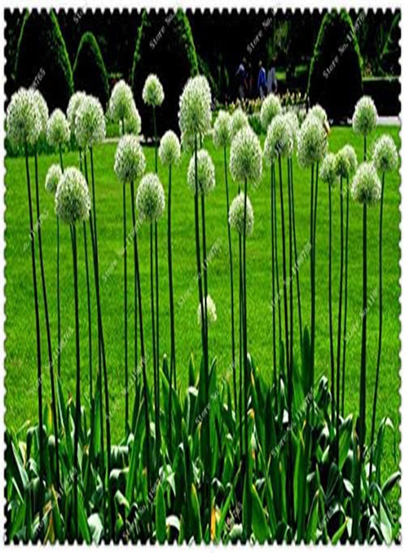 GGOOT Fresh 100 pcs  Allium Giganteum Flower  for Planting Pista Green - Image 1