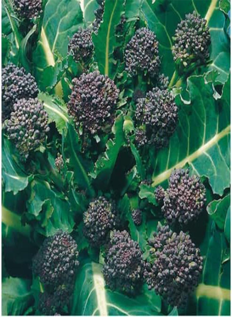 40 Seeds of Broccoli Early Sprouting