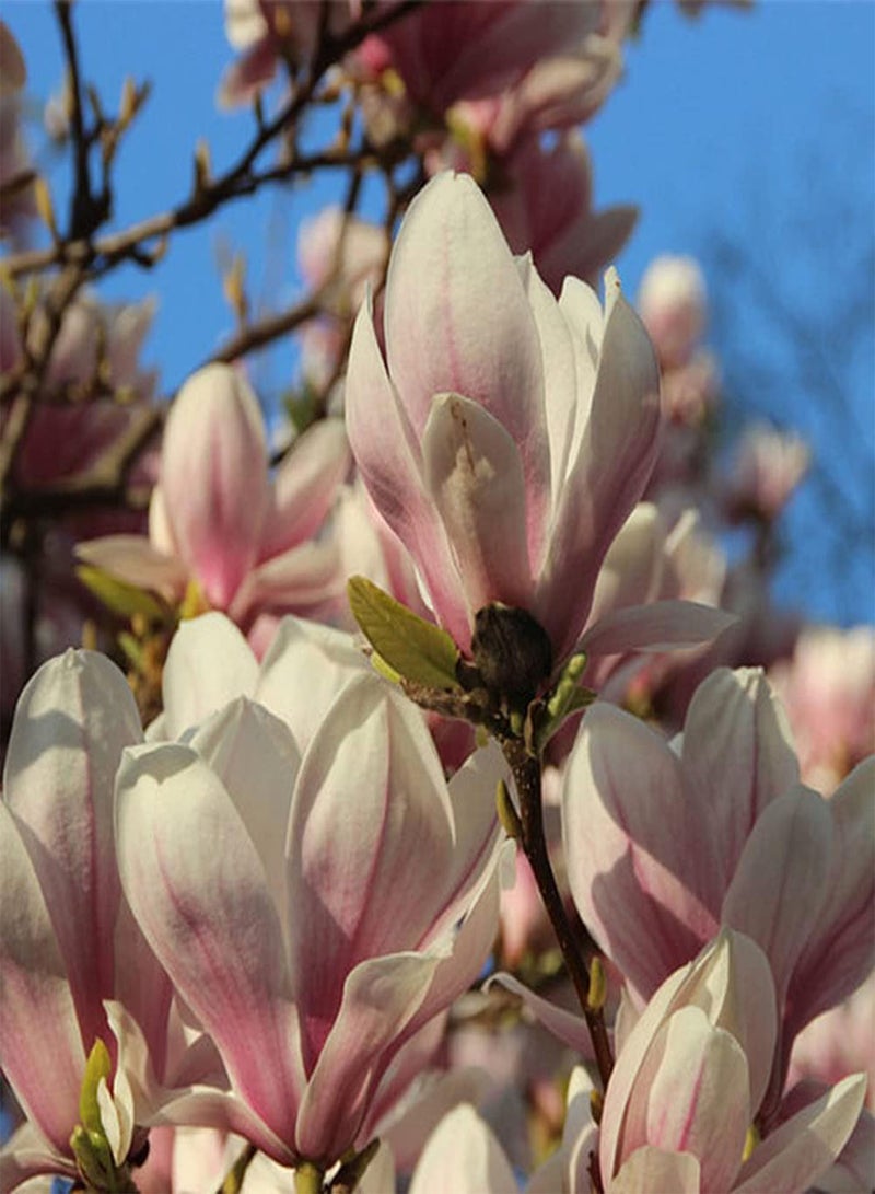 GGOOT 50Pcs Magnolia Seeds Planted in The Garden Courtyard Noble and Elegant Flowers Create Unique Artistic Landscape Loved by People - Image 2