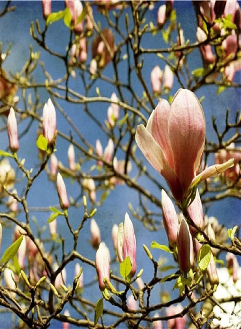 GGOOT 50Pcs Magnolia Seeds Planted in The Garden Courtyard Noble and Elegant Flowers Create Unique Artistic Landscape Loved by People - Image 3